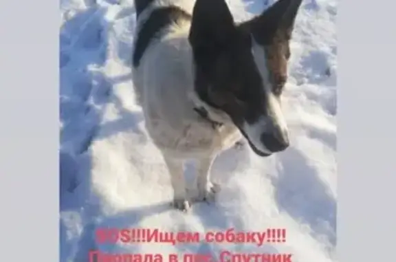 Пропала собака Белка в Салавате, Республика Башкортостан