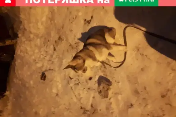 Найдена собака в Воронеже с ошейником