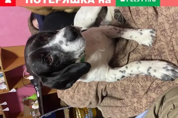 Найдена собака на Тихорецком проспекте, Санкт-Петербург