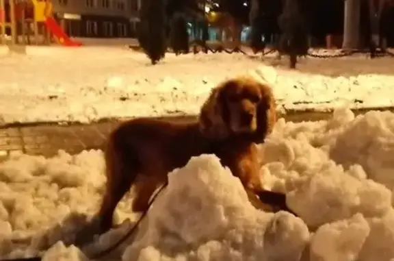 Пропала собака Кокер Спаниель в Туле.