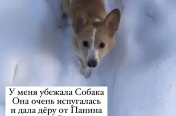 Собаки потеряшки, Нижний Новгород, фото: Потеряшка собака в Нижнем Новгороде - 89601840328