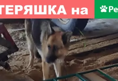 Пропала собака Герма в деревне Андреевское, Московская область