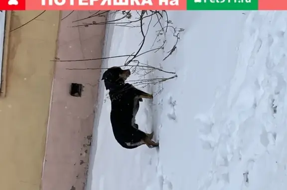 Собака найдена на ул. Цимлянской, Иркутск