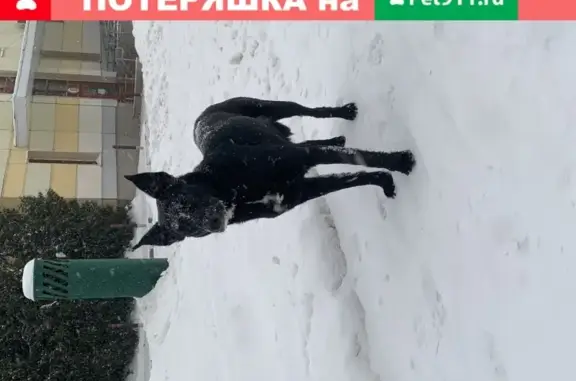 Найдена собака на ул. Саморы Машела 6к4