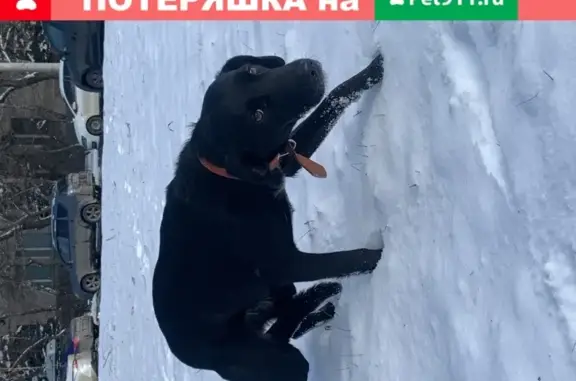 Найдена собака на пересечении Ленина и Нансена