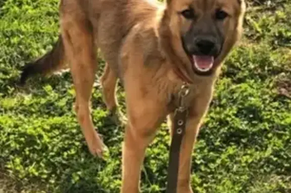 Пропала собака Лиса в Электроуглях, зовут на 89854837179 или +7 (905) 741-8581