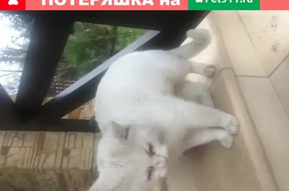 Найден ухоженный котик в Сочи