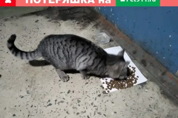 Найдена британская кошка с антицарапками в Казани