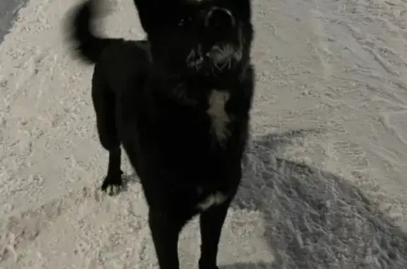 Найдена ухоженная собака в Иннополисе