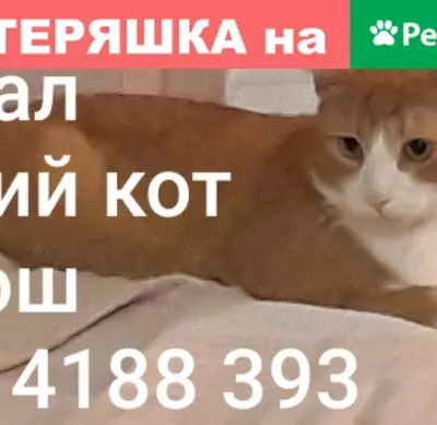 Пропал рыжий кот Морош в пос. Ильинский, Карелия.