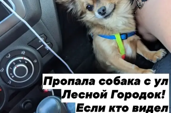 Объявления о пропавших и найденных животных, Нижний Новгород, фото: Пропала собака Чихуа на улице Лесной Городок