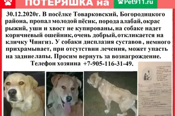 Пропал пёс Чингиз в Товарково, Тульская область