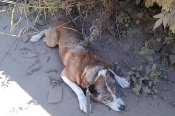 Пропала собака Среднеащиатская Овчарка на улице Дежнёва, Чебоксары