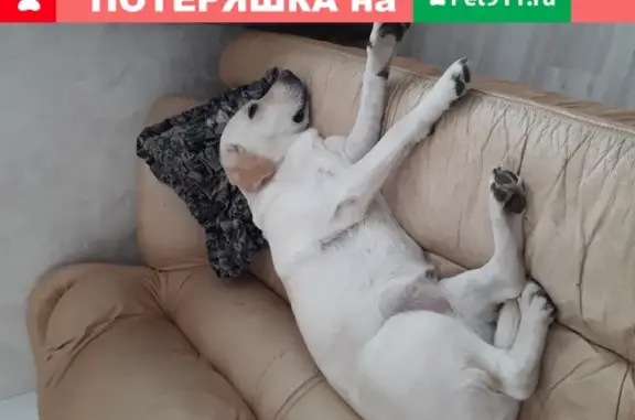 Собаки потеряшки, Ульяновск, фото: Потеряшка собака Лабрадор в Ульяновске