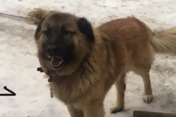 Пропала крупная собака Барик в Луге, Ленинградская область
