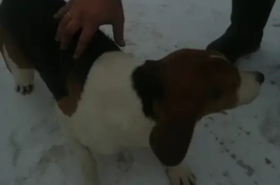 Найдена собака в Лебедяни