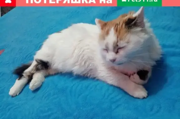 Найдена кошка на Пирогово возле Пятёрочки, Ставрополь