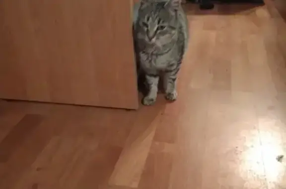 Ласковая кошка найдена в Звенигороде