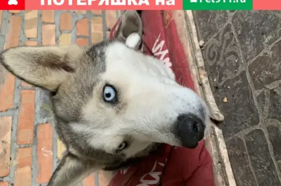 Собака найдена в Ростове-на-Дону, возраст около 8 мес.