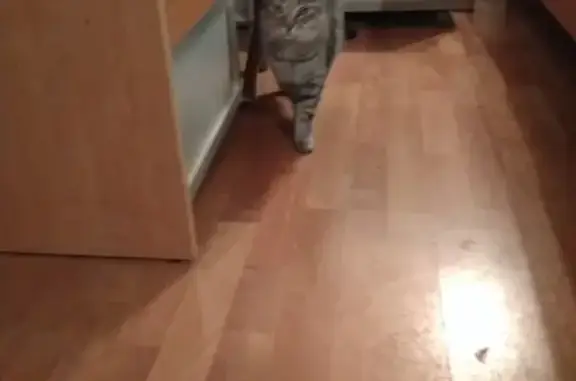 Найдена ухоженная кошка в Звенигороде