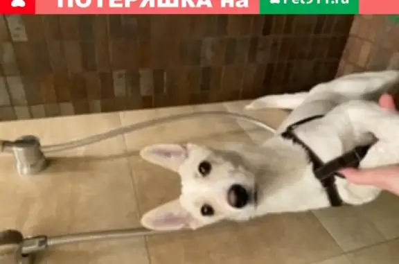 Найдена собака в Шалготарьяне, Кемерово