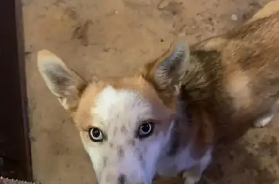 Хаски щенок найден в Калуге