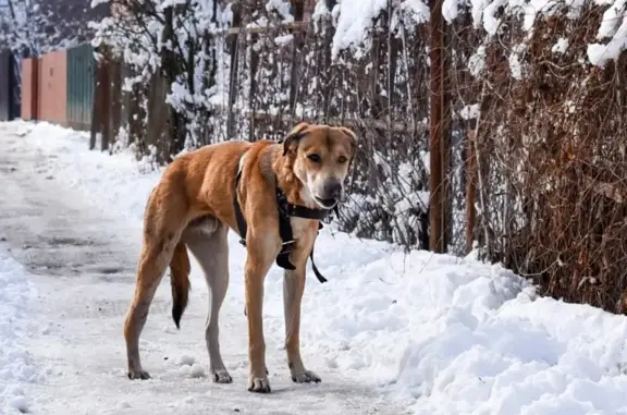 Найдена собака на Ростовском шоссе в СНТ Авангард, нужна помощь!