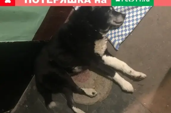 Собака с ошейником найдена в Санкт-Петербурге