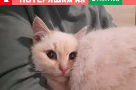 Найдена кошка в Грин Парк Салтыковка, похожа на британскую шиншиллу