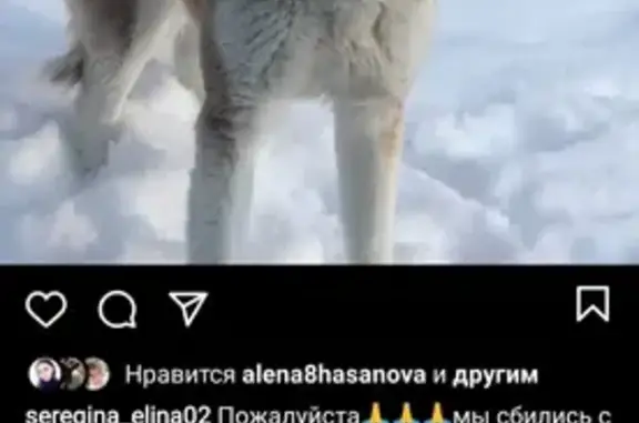 Пропала собака Дара в Залесном Юдине, Казань