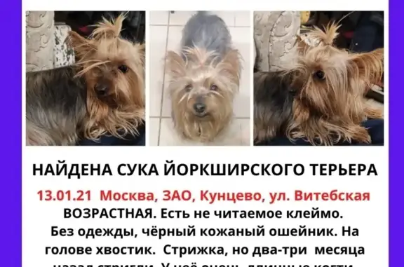 Найдена собака на улице Витебской в Москве