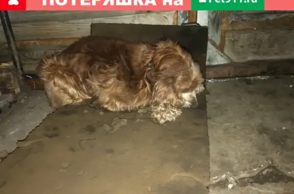 Найдена кошка на ул. Плеханова в Пензе