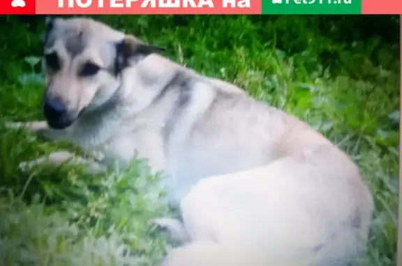 Пропала собака найда в Ватланово, Вологодская область