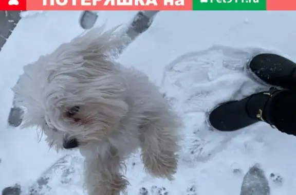 Найдена собака на улице Куникова