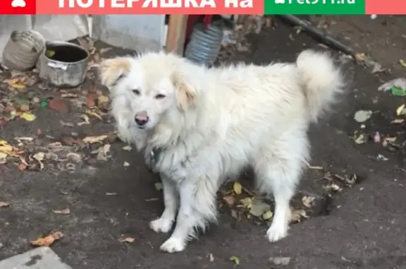 Пропала домашняя собака в Кировском районе, помогите найти!