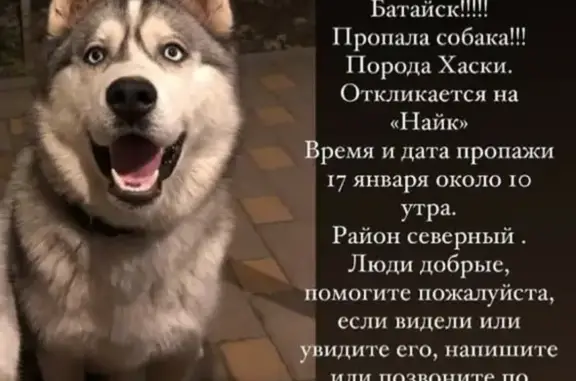 Пропала собака Найк в Батайске