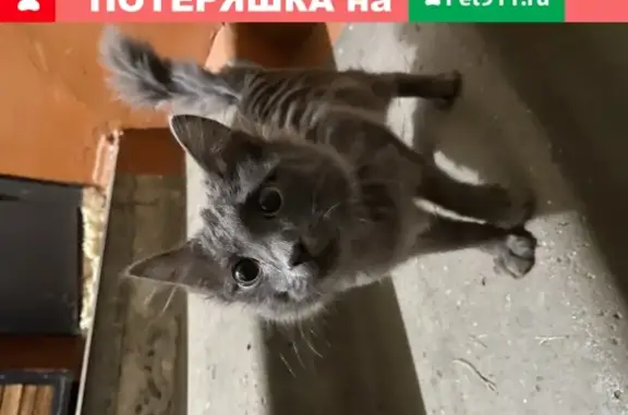 Найдена серая пушистая кошка возрастом 5-6 месяцев в Чите.