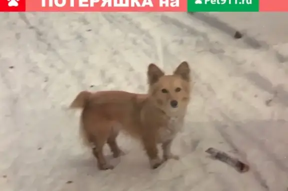 Собаки потеряшки, Ульяновск, фото: Потеряшка собака в районе парка Нахимова, помогите найти!