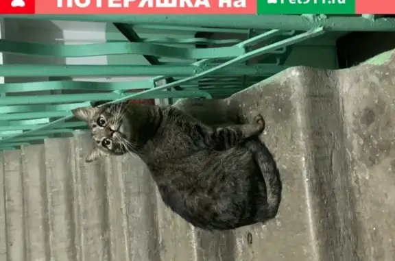 Найдена кошка Кот в Москве.