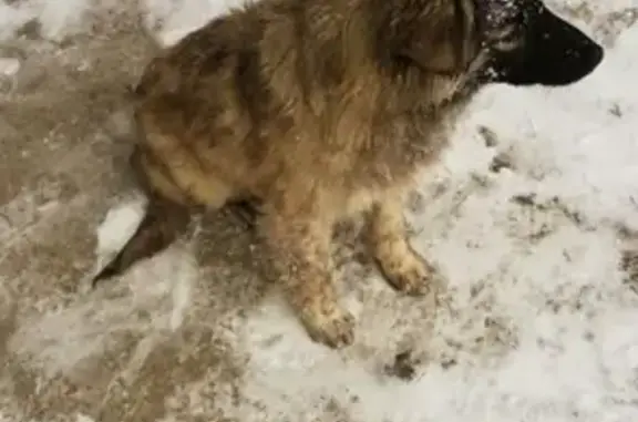 Собака ищет дом в Ростове-на-Дону
