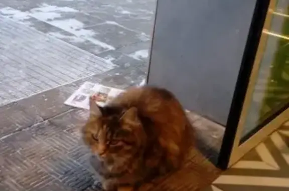 Найдена контактная кошка в Мытищах
