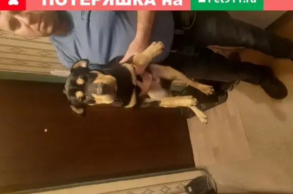 Собака Мальчик с ошейником найдена в Волгограде.