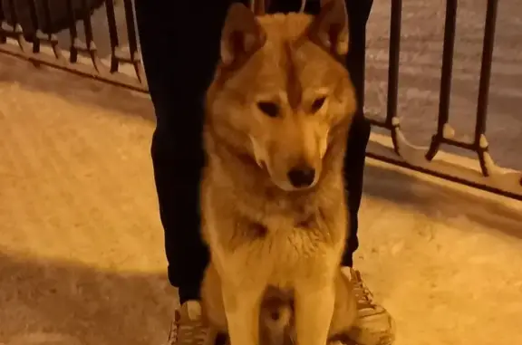 Найден пёс без ошейника в Адмиралтейском районе, Санкт-Петербург