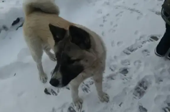 Собака найдена в Белгороде