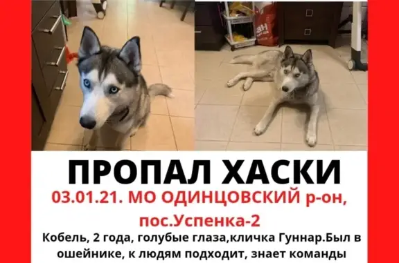 Пропала собака Гуннар в Одинцово