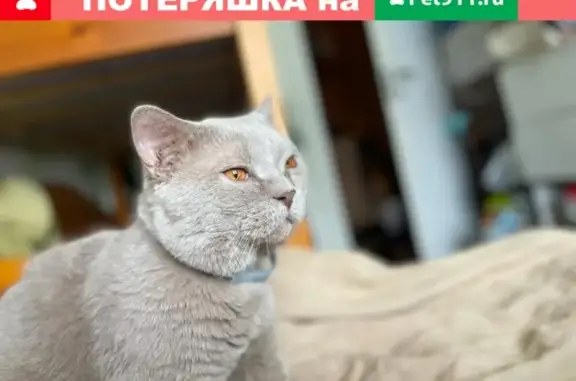 Найдена кошка, ищу хозяина или готова отдать в хорошие руки (Москва)