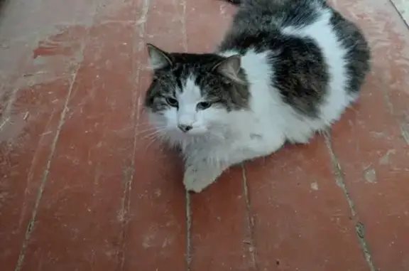 Найдена кошка с ошейником в Новочеркасске, ул. Б. Хмельницкого, 62