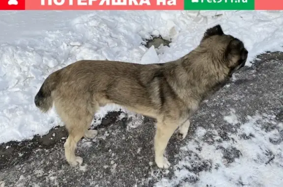 Найдена собака в Медвежьих Озёрах