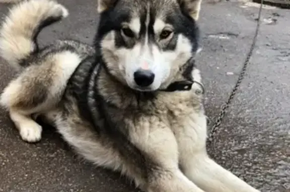 Пропала собака Лайка в Раменском районе.