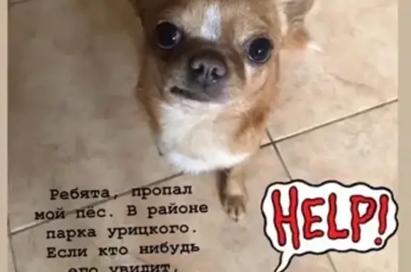 Пропала собака рыжий чихуахуа в районе Московского рынка, Казань